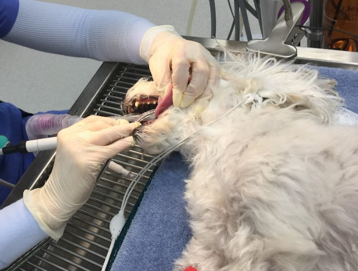 Dog & Cat Tooth Extractions